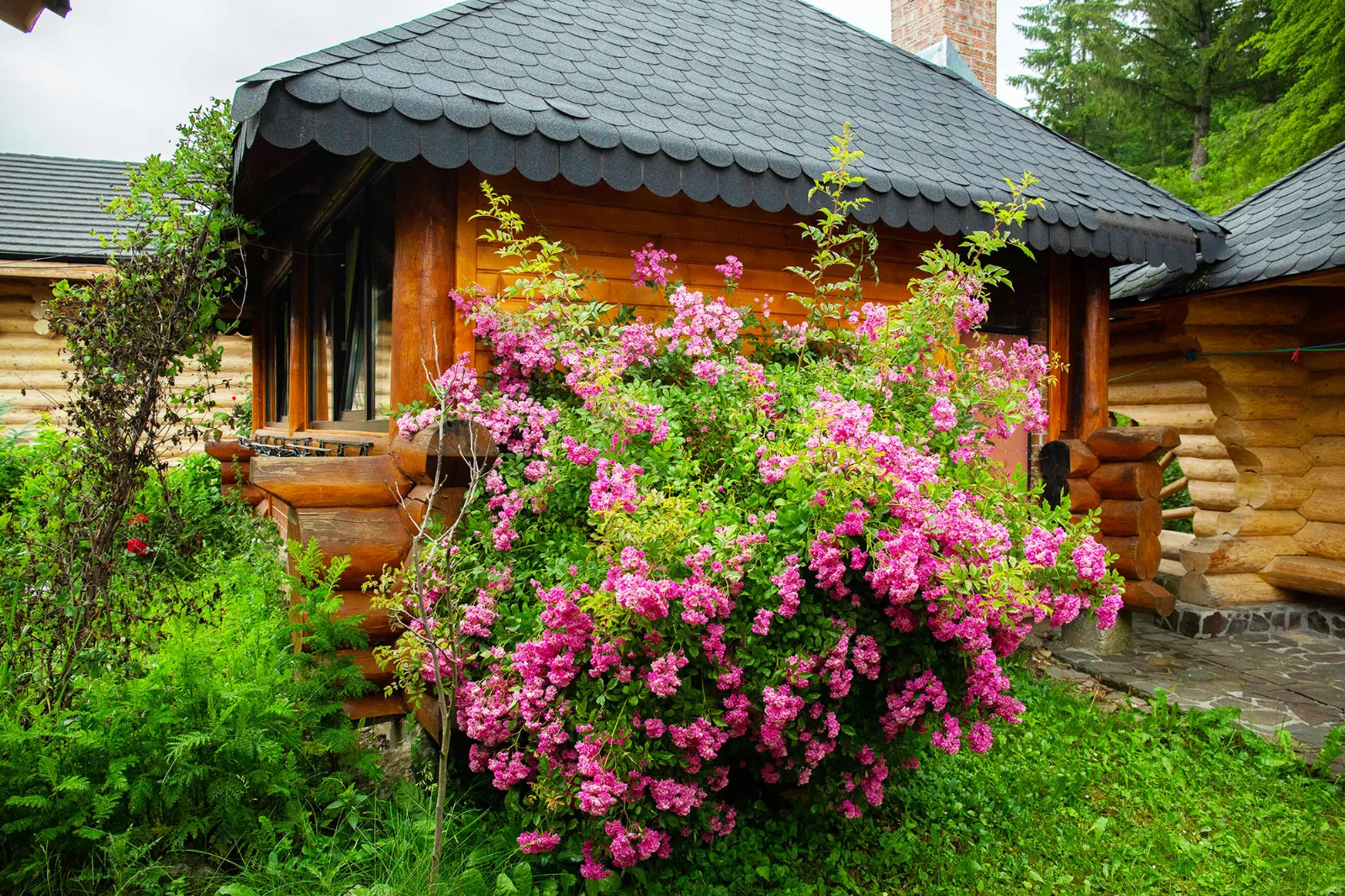 Casa David