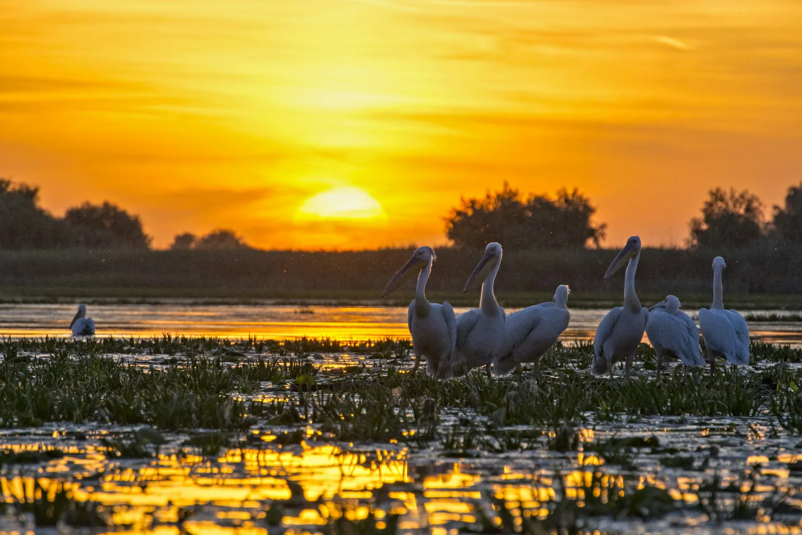 La Belle Mouette