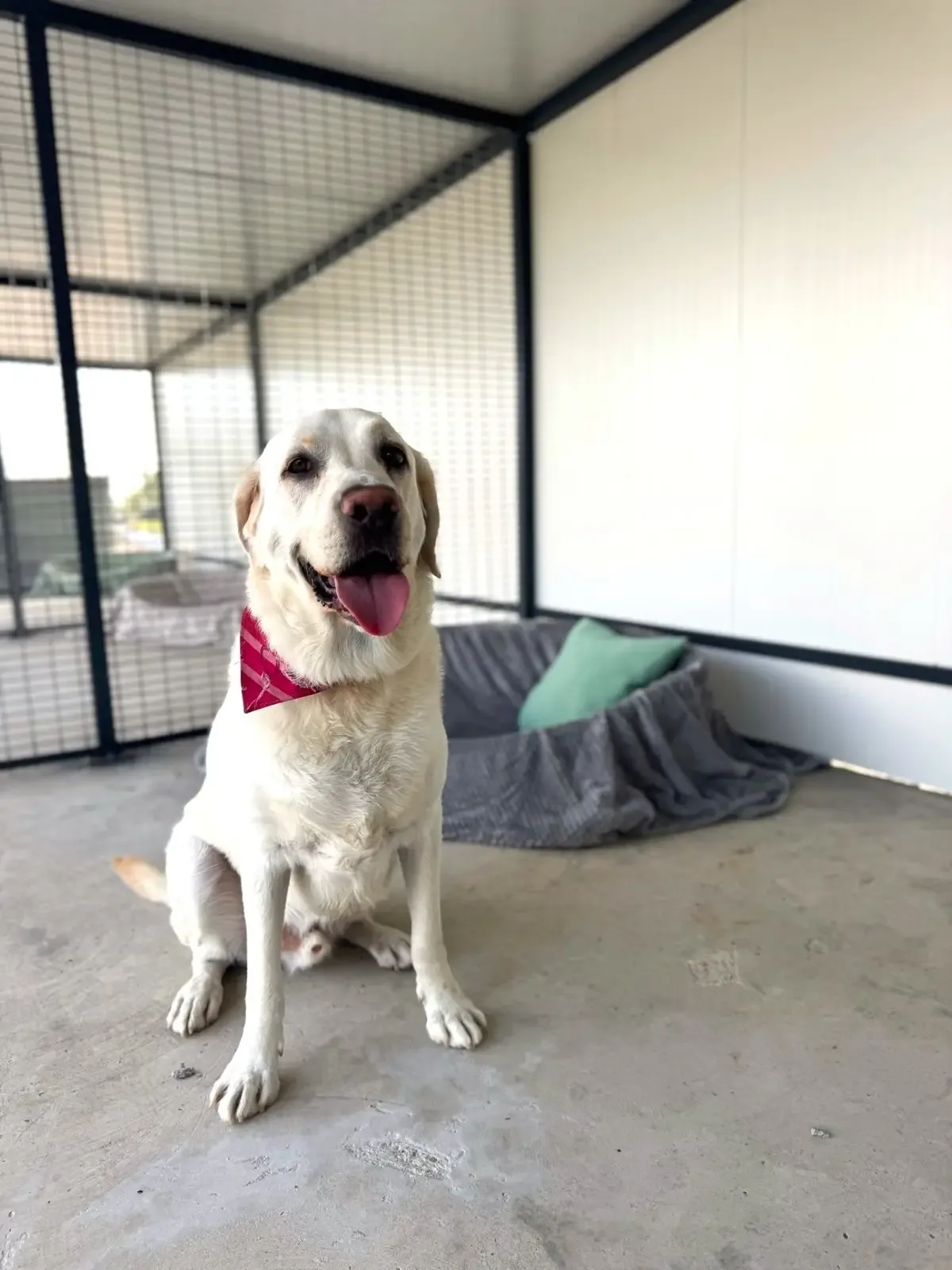 Cazare outdoor Standard — Hotel Puppy Land, Cluj-Napoca, Cluj