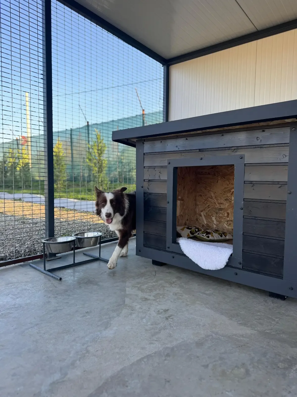 Cazare outdoor Extra Large — Hotel Puppy Land, Cluj-Napoca, Cluj