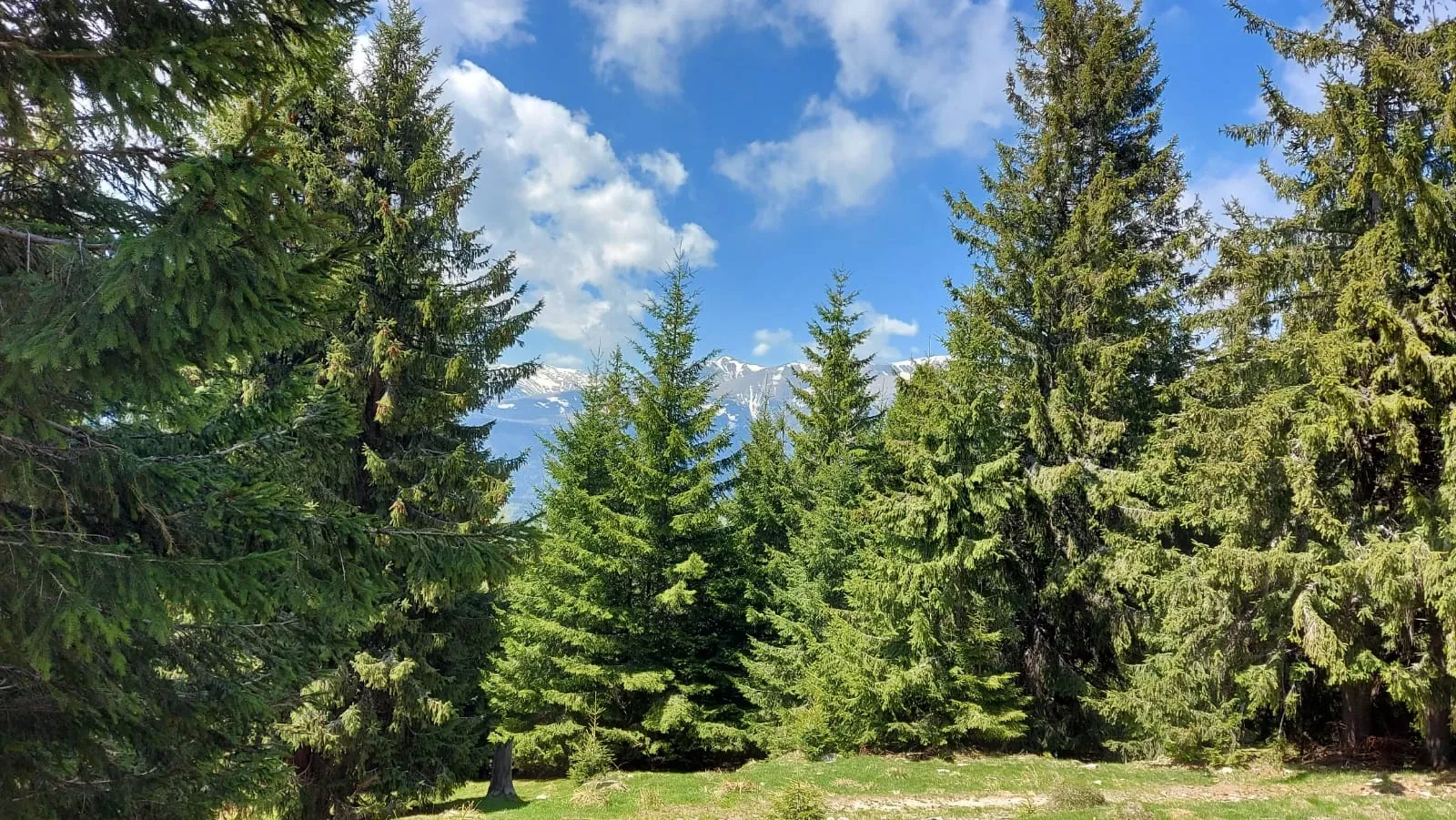 Potecarii, Novaci Transalpina