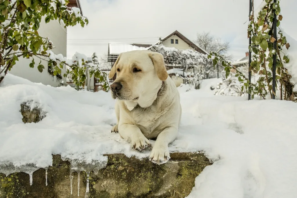 Fotografie 4 — Rapsodia, Suceava, Suceava