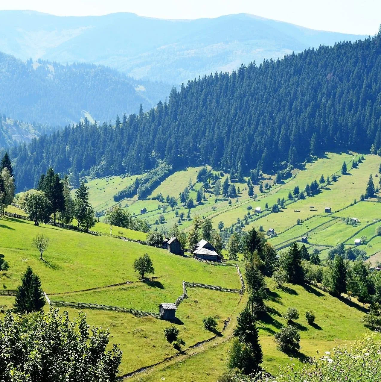 Green Bucovina