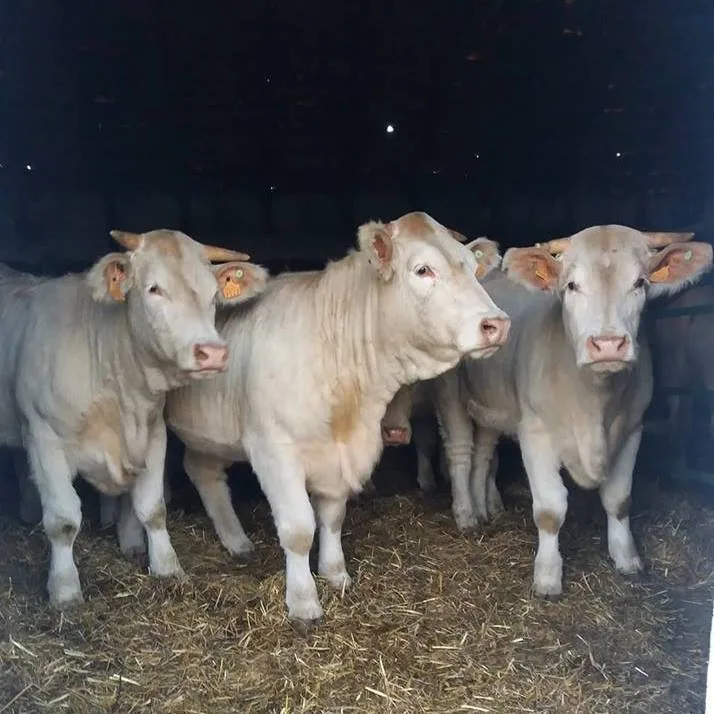 Livestock Station Arad - Hotel Animale