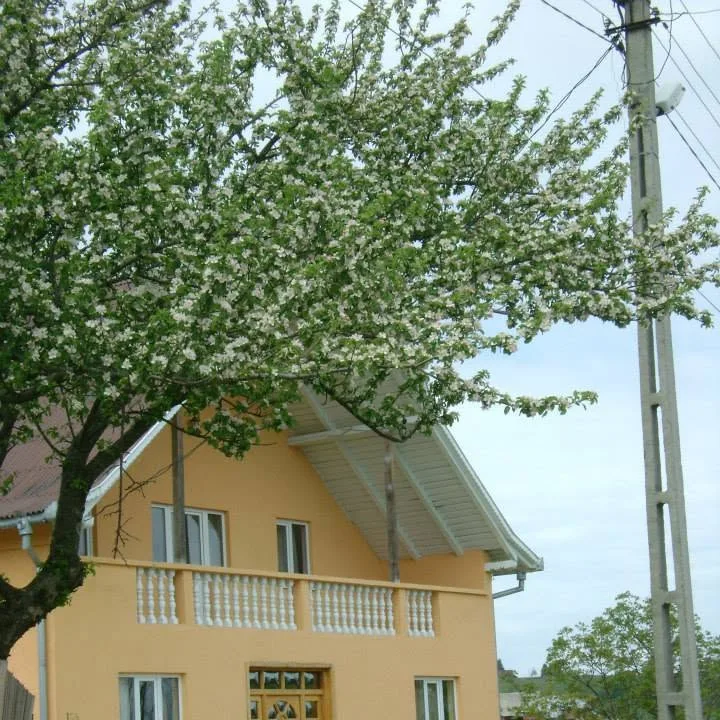 La trei brazi
