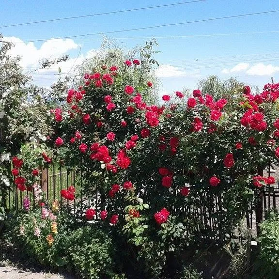 Căsuța Lacului